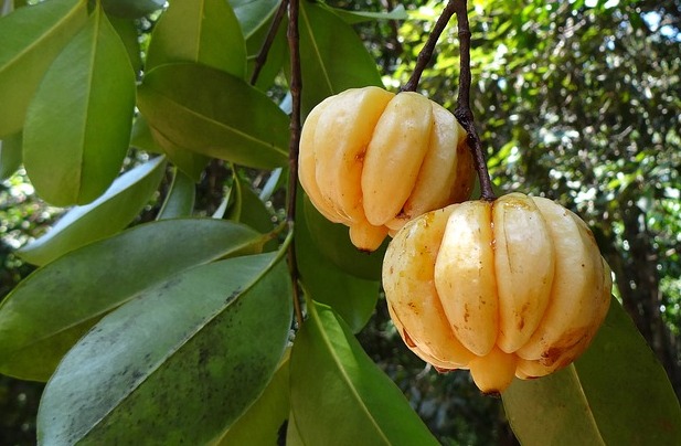 Garcinia Cambogia on tree