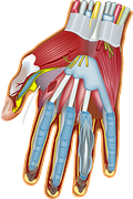 hand